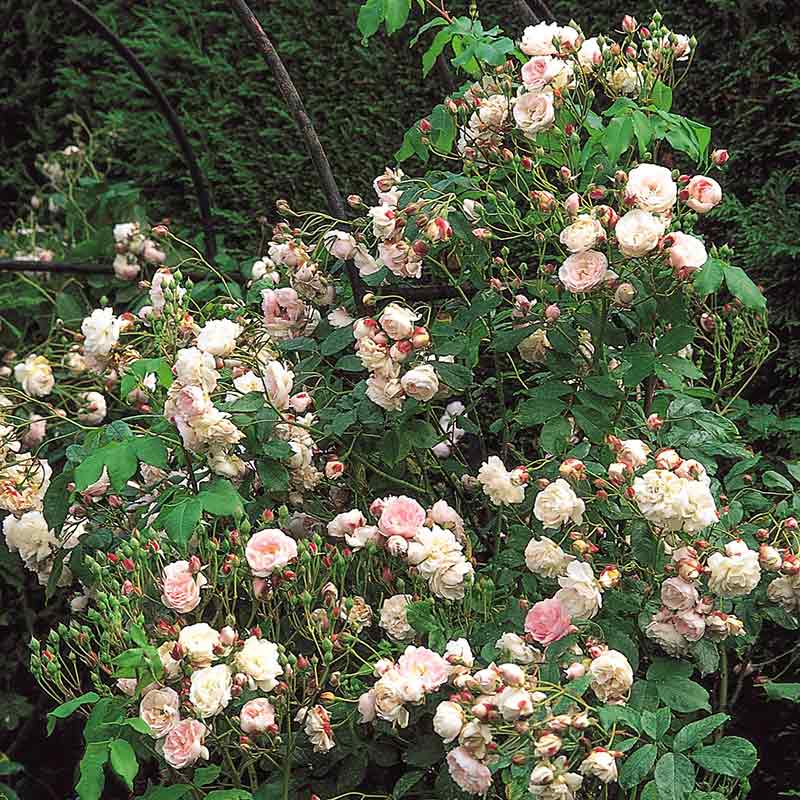 David Austin Blush Noisette Climbing Rose (6-Litre Pot) image 0