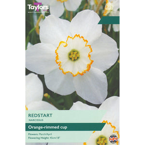 Narcissus ‘Redstart’ Daffodil (7 Bulbs) image 0