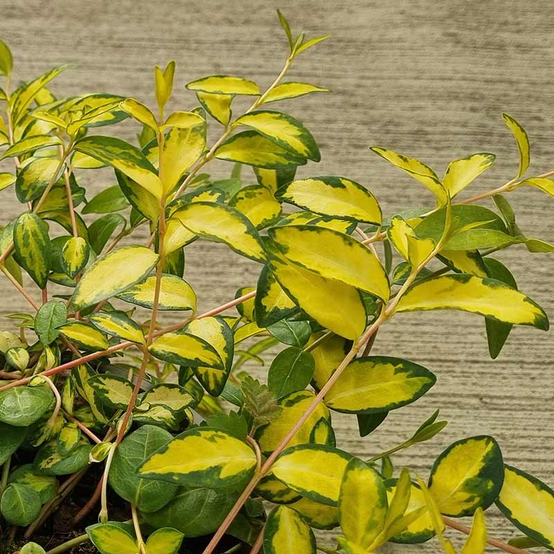 Vinca minor ‘Illumination’ (2-Litre Pot) image 0