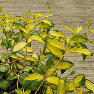 Vinca minor ‘Illumination’ (2-Litre Pot) image 1