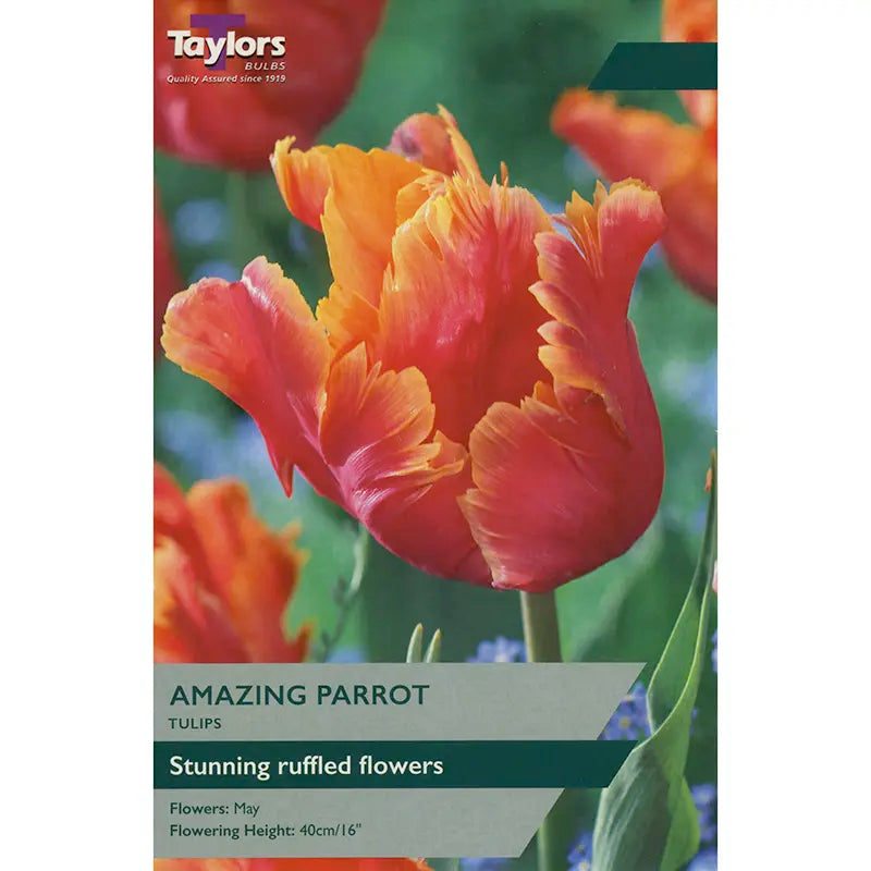 Tulip 'Amazing Parrot' (5 bulbs) image 0