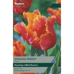 Tulip 'Amazing Parrot' (5 bulbs) image 0