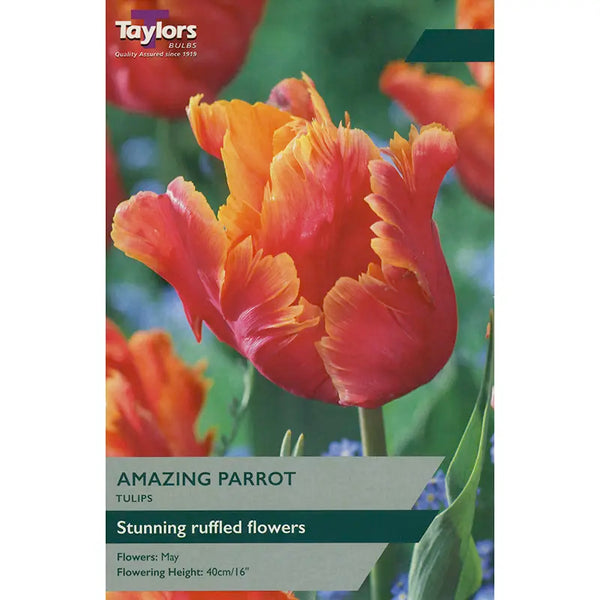 Tulip 'Amazing Parrot' (5 bulbs) image 0