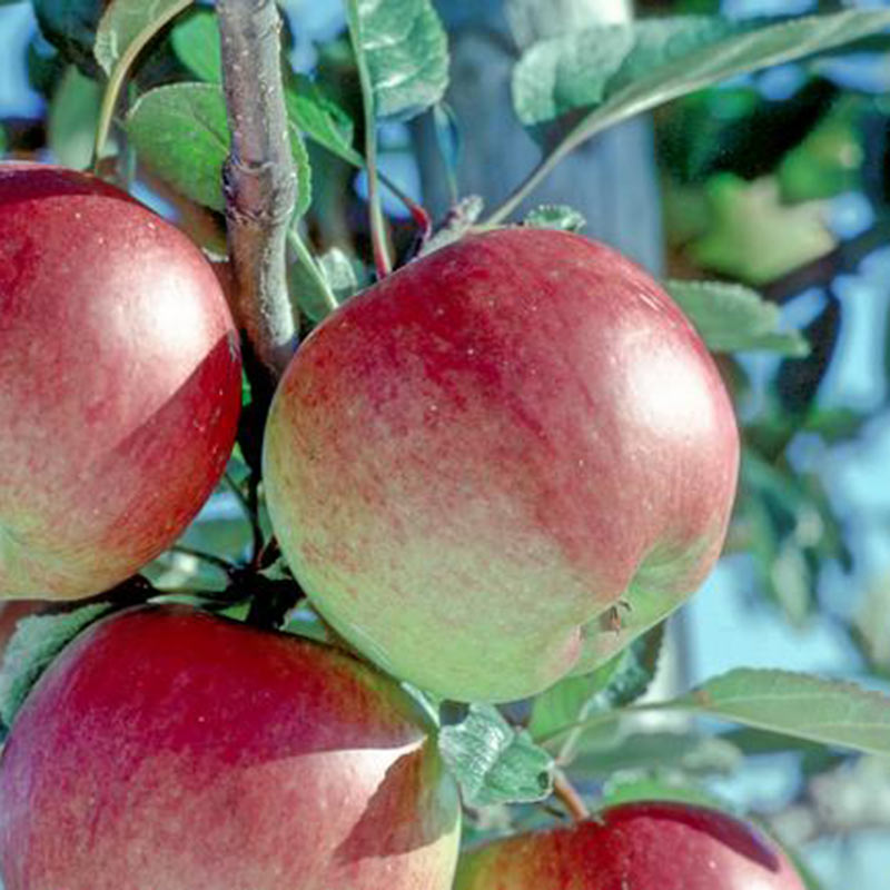 ‘Braeburn’ Apple Tree (12-Litre Pot) image 0