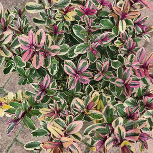 Hebe Addenda® Tricolor (2-Litre Pot) image 0