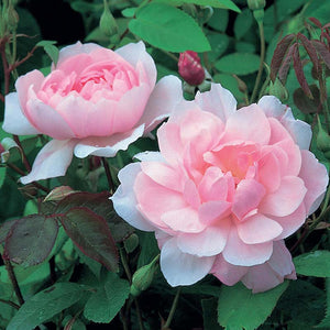 David Austin Mary Delany® Climbing Rose (6-Litre Pot) image 2