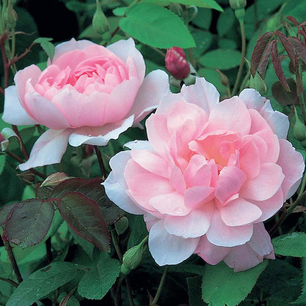 David Austin Mary Delany® Climbing Rose (6-Litre Pot) image 2
