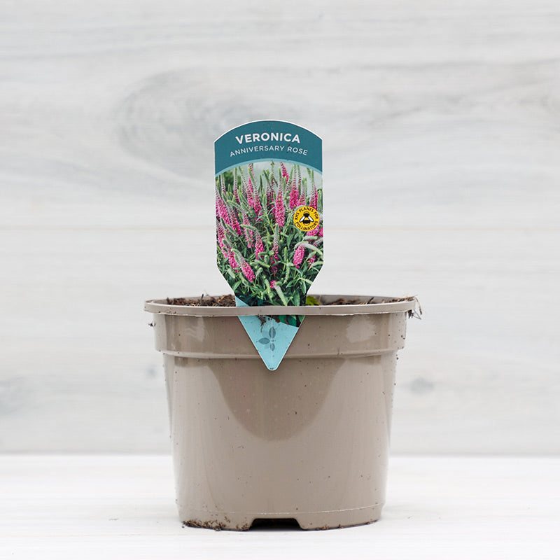 Veronica spicata ‘Anniversary Rose’ (2-Litre Pot) image 0