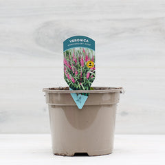 Veronica spicata ‘Anniversary Rose’ (2-Litre Pot) image 0