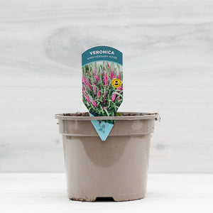 Veronica spicata ‘Anniversary Rose’ (2-Litre Pot) image 0