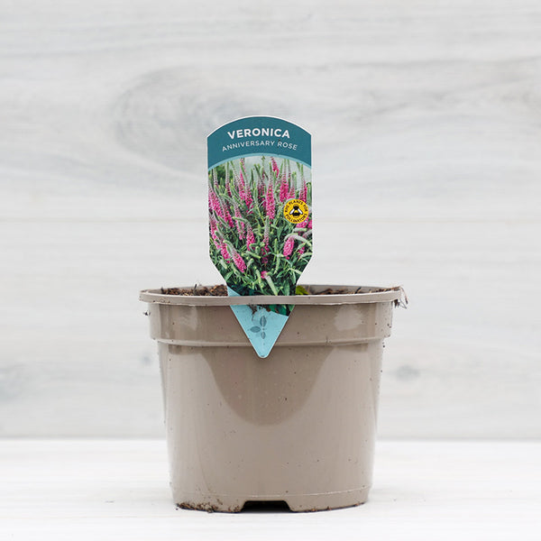 Veronica spicata ‘Anniversary Rose’ (2-Litre Pot) image 0