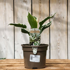 Hosta ‘Patriot’ (2-Litre Pot) image 0