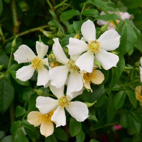 Whartons Roses ‘Wedding Day’ Rambling Rose (4-Litre Pot) image 0
