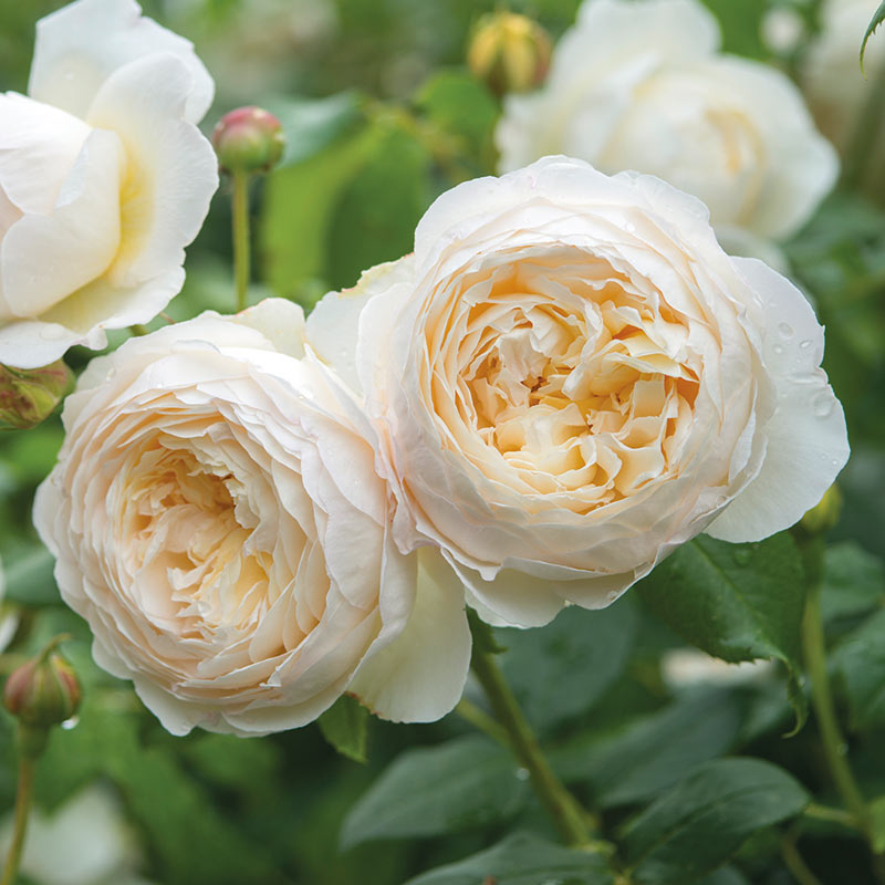 David Austin Claire Austin® English Climbing Rose (6-Litre Pot) image 0