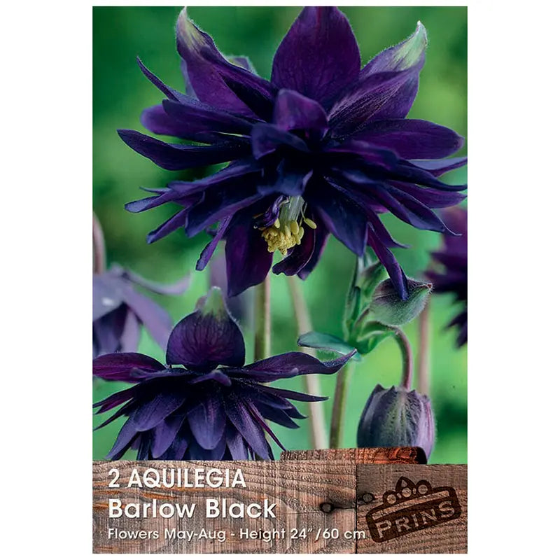 Aquilegia 'Barlow Black' (2 bulbs) image 0