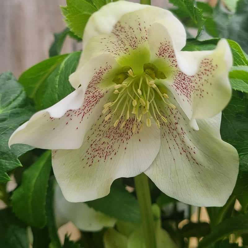 Hellebore ViV® Alma (4-Litre Pot) image 0