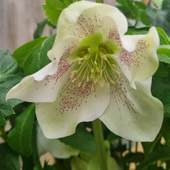 Hellebore ViV® Alma (4-Litre Pot) image 0