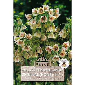 Allium Nectaroscordum siculum (5 bulbs) image 0