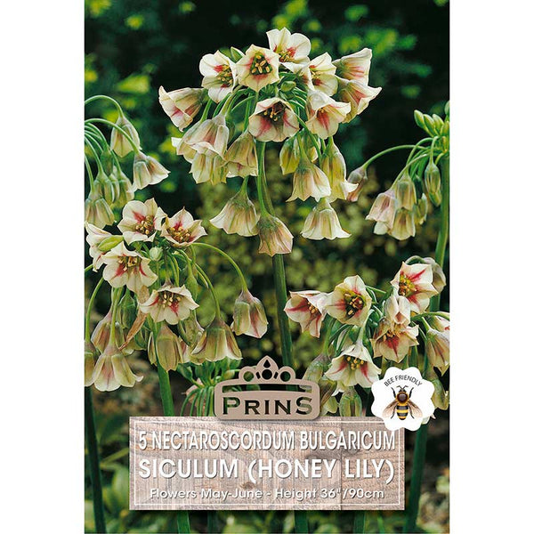 Allium Nectaroscordum siculum (5 bulbs) image 0
