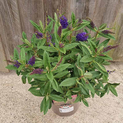 Hebe Addenda® ‘Donna Britta’ (2-Litre Pot) image 0