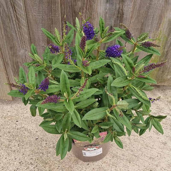 Hebe Addenda® ‘Donna Britta’ (2-Litre Pot) image 0