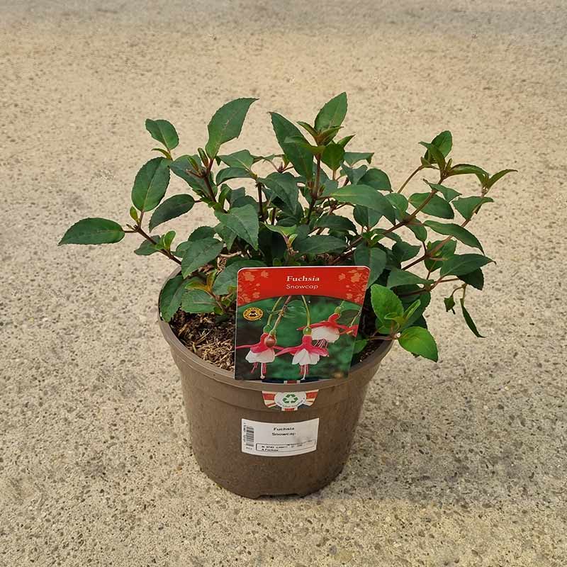 Fuchsia ‘Snow Cap’ (3-Litre Pot) image 0