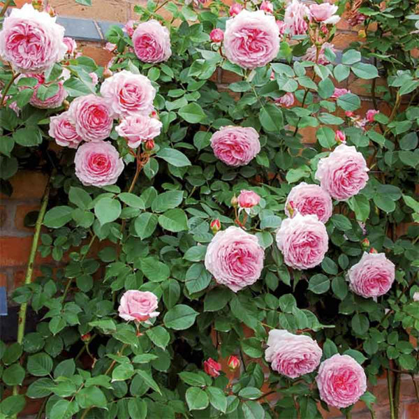 David Austin James Galway® English Climbing Rose (6-Litre Pot) image 1