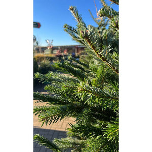 Nordmann Fir Premium Cut Real Christmas Tree image 2