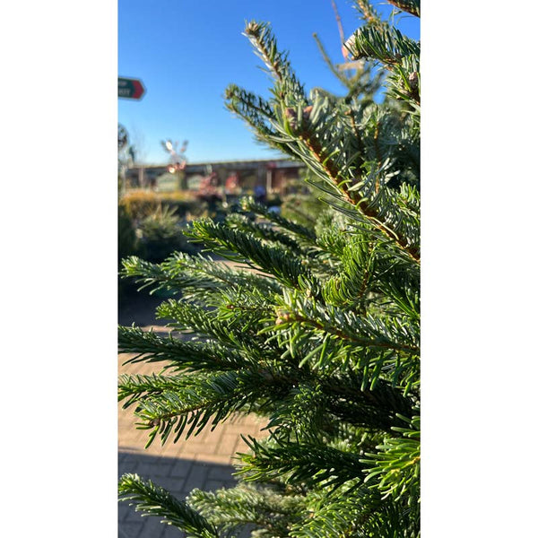 Nordmann Fir Premium Cut Real Christmas Tree image 2
