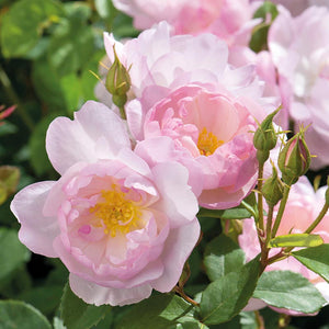 David Austin Scarborough Fair® (Ausoran) English Shrub Rose (6-Litre Pot) image 0