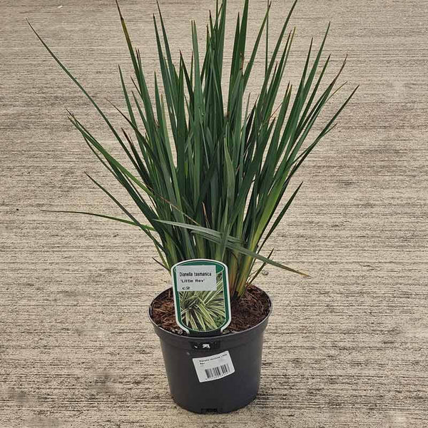 Dianella revoluta ‘Little Rev’ (2-Litre Pot) image 0