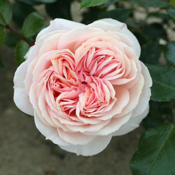 Whartons Roses ‘Joie De Vivre’ Bush Rose (3-Litre Pot) image 0