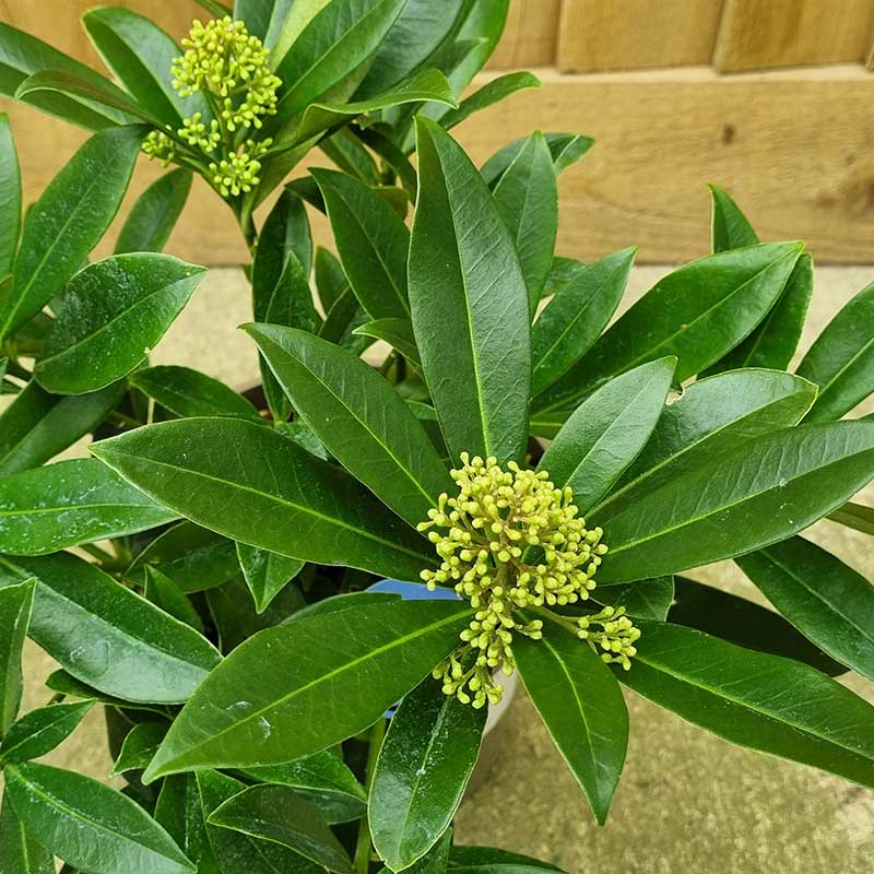 Skimmia x Confusa 'Kew Green' (m) (3-Litre Pot) image 0