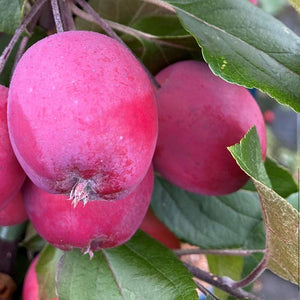 Malus ‘Neville Copeman’ Tree (Crab Apple) (12-Litre Pot) image 0