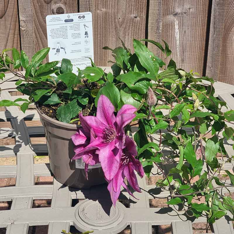 Clematis ‘Darcy’ (2-Litre Pot)         image 0