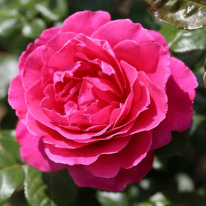 Peter Beales ‘Sandringham’ Shrub Rose (4-Litre Pot) image 0