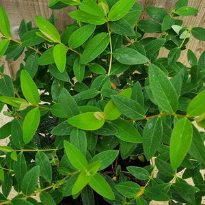 Hypericum 'Hidcote' (3-Litre Pot) image 1