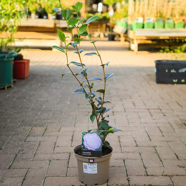 Camellia japonica 'Nuccio's Pearl' (3 litre pot) image 0