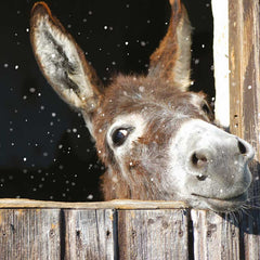 Ling Design Charity Christmas Cards - Looking Out (Pack of 6) image 0