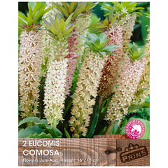 Eucomis comosa 'Pineapple Lily' (1 bulb) image 0