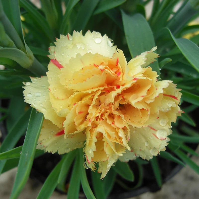 Dianthus 'Bling Bling' image 0