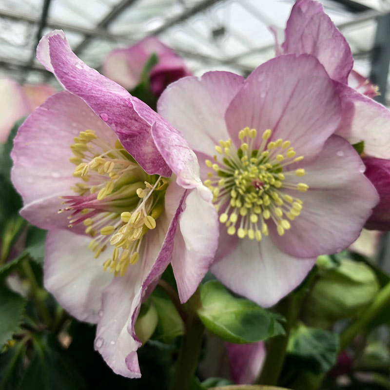 Helleborus ‘HGC Winter Ballet Liara’ (2-Litre Pot) image 0