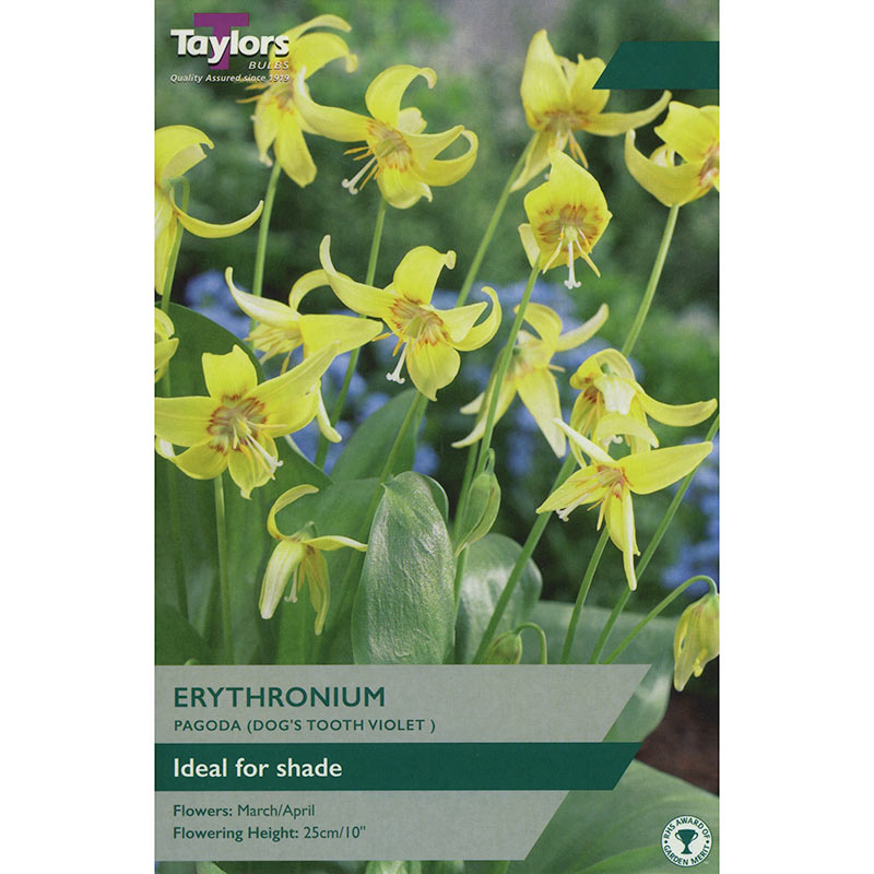 Erythronium ‘Pagoda’ 'Dog’s Tooth Violet' (2 bulbs) image 0