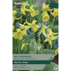 Erythronium ‘Pagoda’ 'Dog’s Tooth Violet' (2 bulbs) image 0