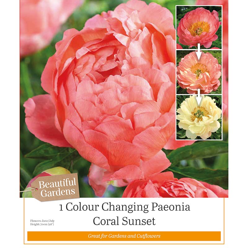 Paeonia Lactiflora ‘Coral Sunset’ Colour Changing Peony (1 Bulb) image 0