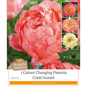 Paeonia Lactiflora ‘Coral Sunset’ Colour Changing Peony (1 Bulb) image 0
