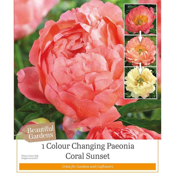 Paeonia Lactiflora ‘Coral Sunset’ Colour Changing Peony (1 Bulb) image 0