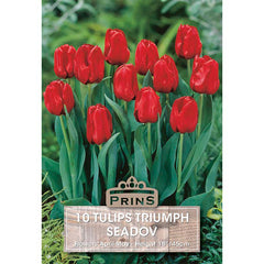 Tulip Triumph ‘Seadov’ (10 Bulbs) image 0