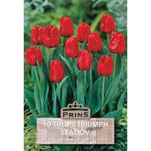 Tulip Triumph ‘Seadov’ (10 Bulbs) image 0
