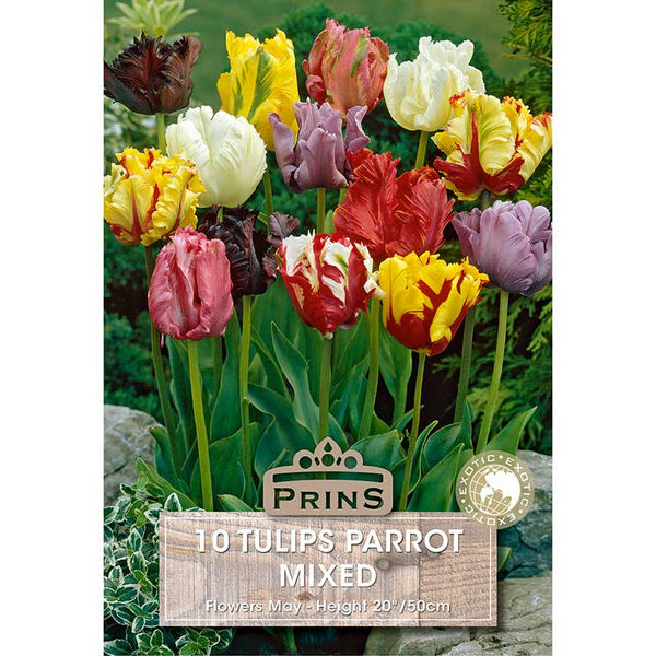 Parrot Mixed Tulips (10 Bulbs) image 0